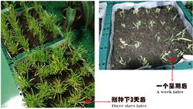 自然光照明系统下的空心菜